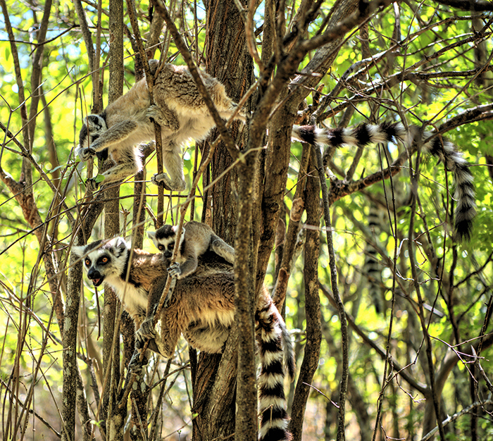 Ring Tails carrying baby